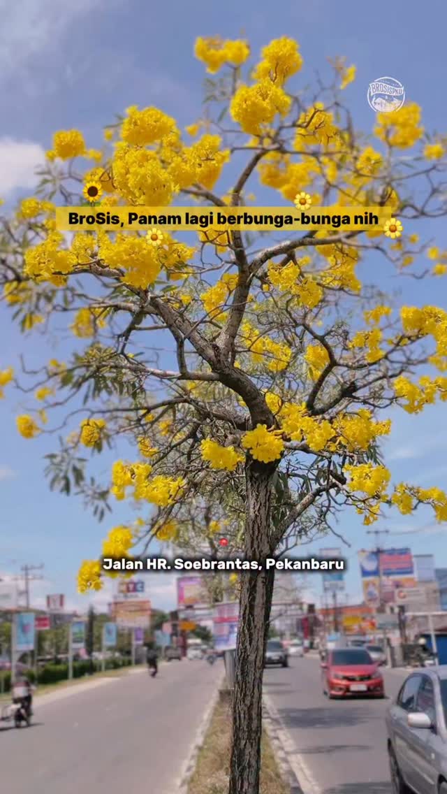 Blooming Flowers in Pekanbaru