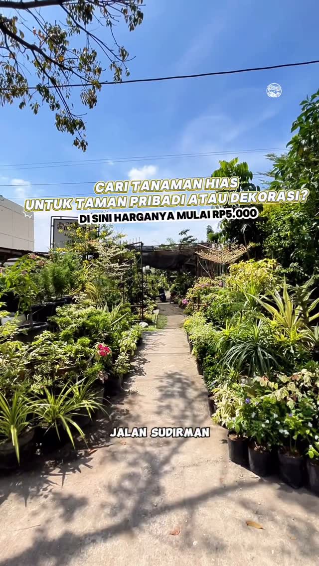 Surga Tanaman Hias di Pekanbaru