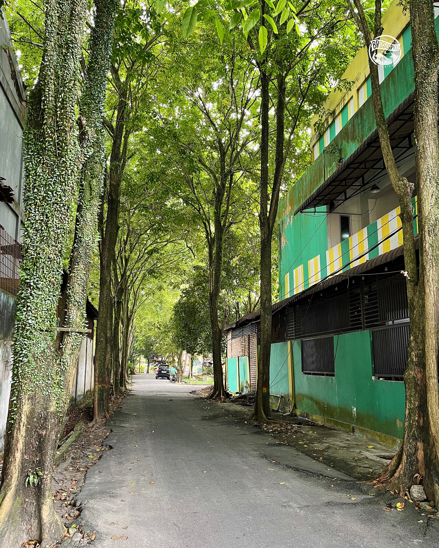 Jalan Berpohon di Pekanbaru