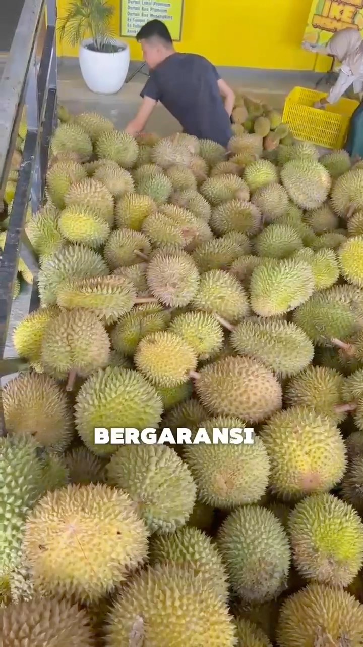 Promo Durian Segar di Pekanbaru: Durian Ike Rismen