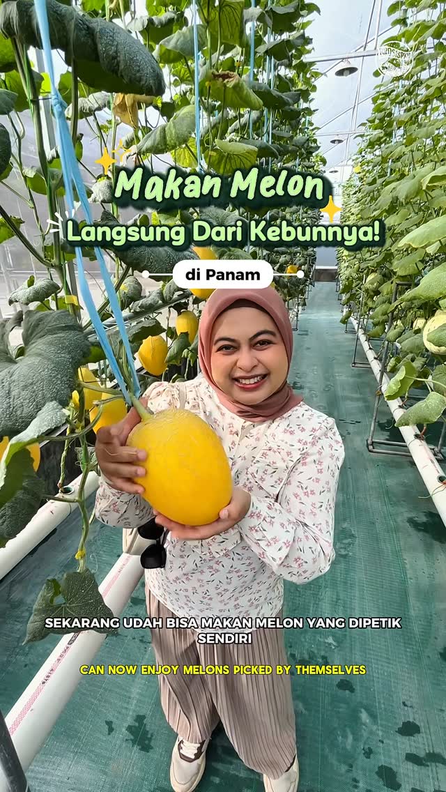 Petik Melon Premium di Pekanbaru