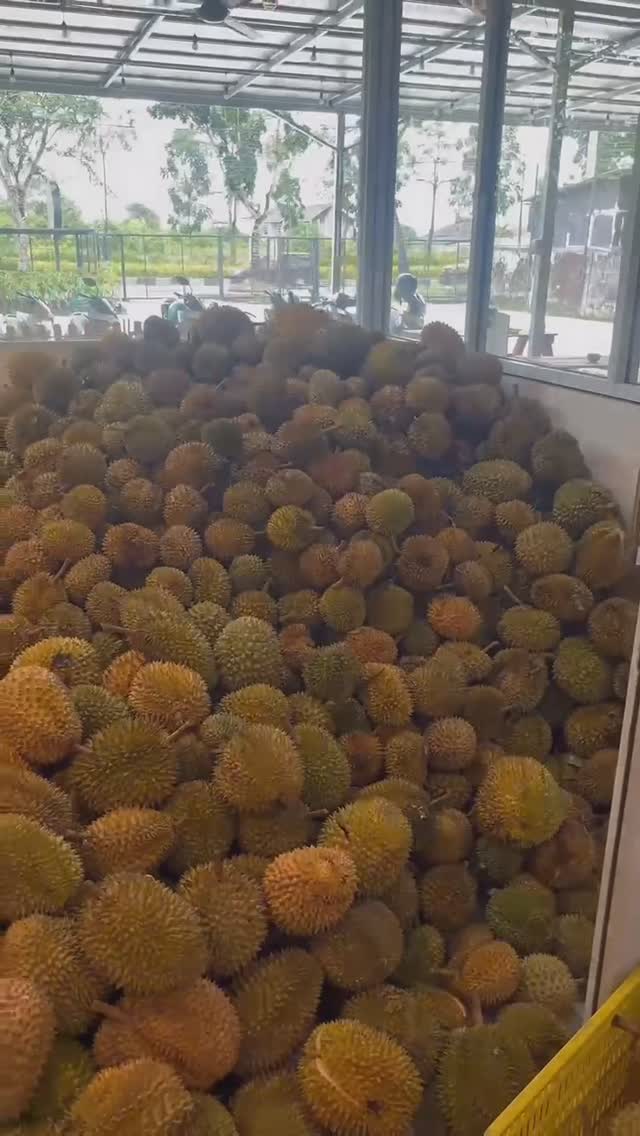 廉价美味的Pekanbaru榴莲