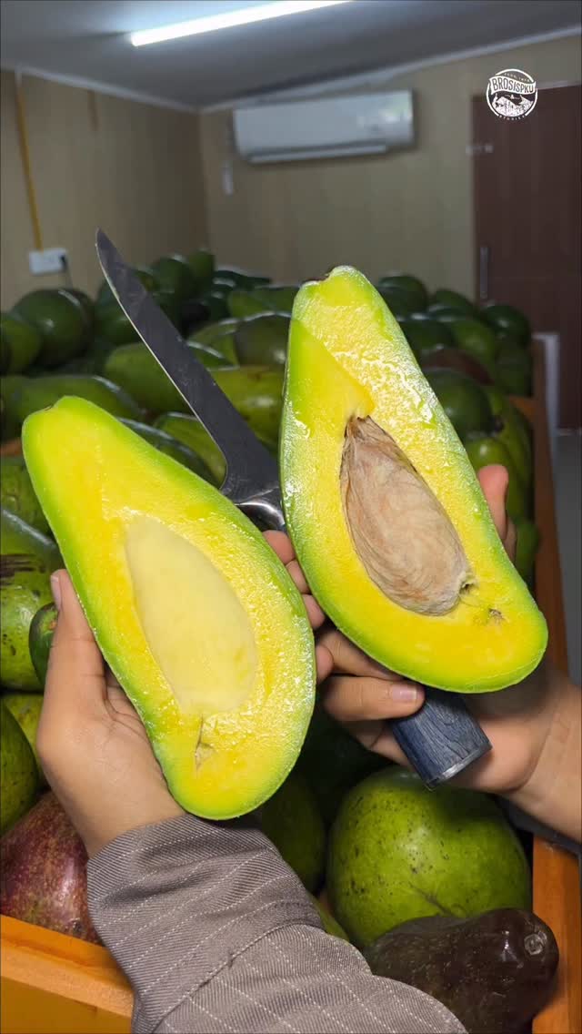 Surga Alpukat Pekanbaru