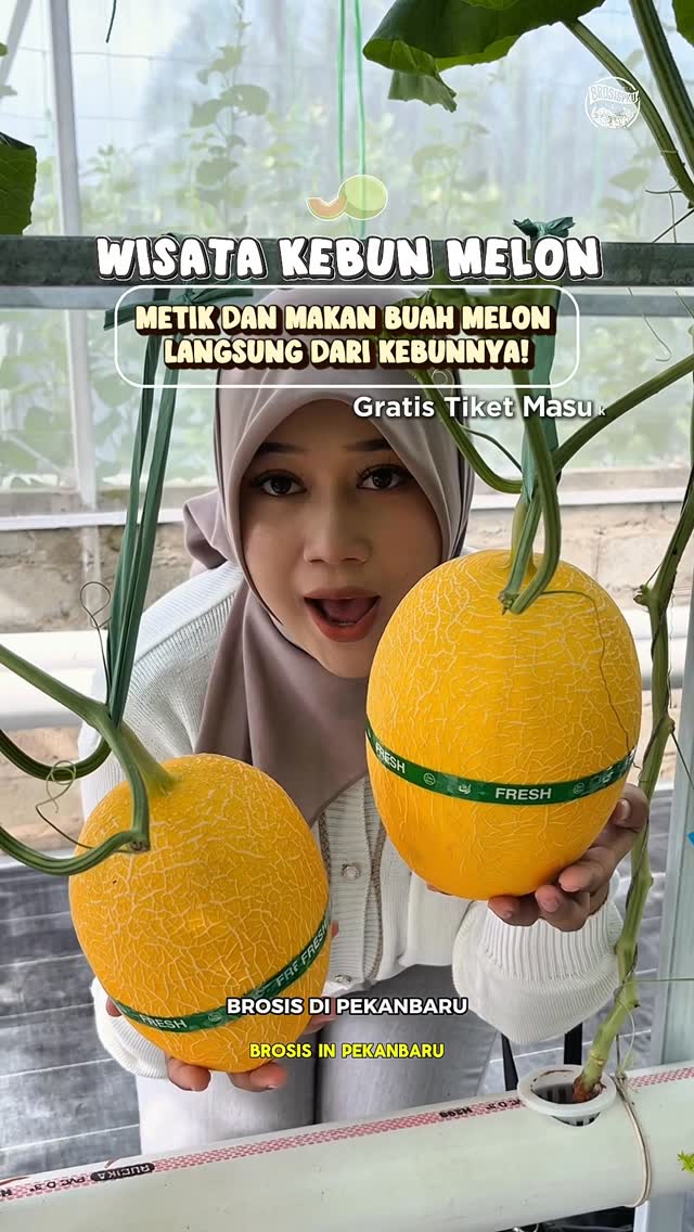 Petik Melon Hidroponik di Pekanbaru