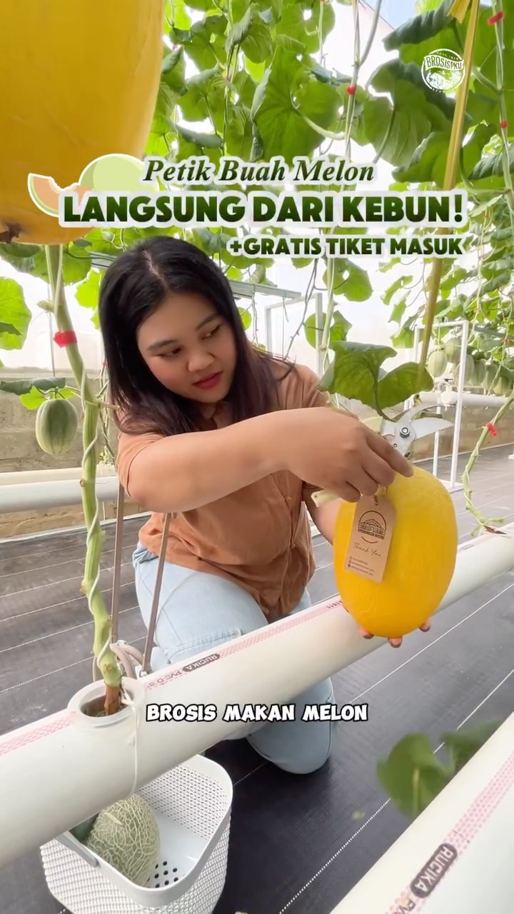 Petik Melon Premium di Pekanbaru