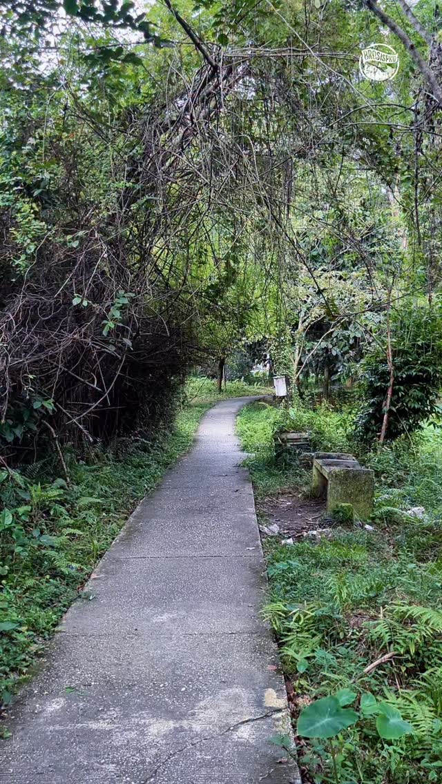 Hutan Kota Pekanbaru: Oase Asri di Tengah Kota